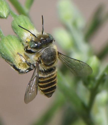 Megachile argentata